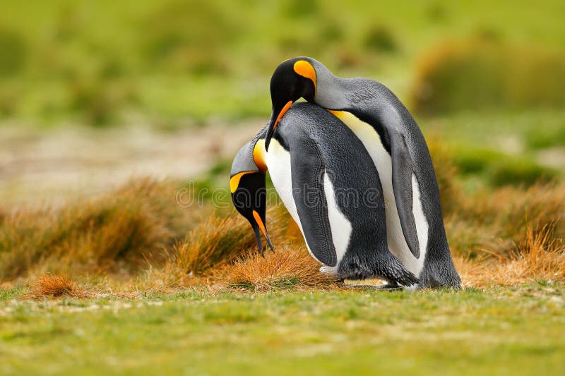 Amour d'oiseau Couples de pingouin de roi caressant, nature sauvage, fond vert Deux pingouins faisant l'amour Dans l'herbe Scène images libres de droits Amour d'oiseau Couples de pingouin de roi caressant, nature sauvage, fond vert Deux pingouins faisant l'amour Dans l'herbe Scène images libres de droits
