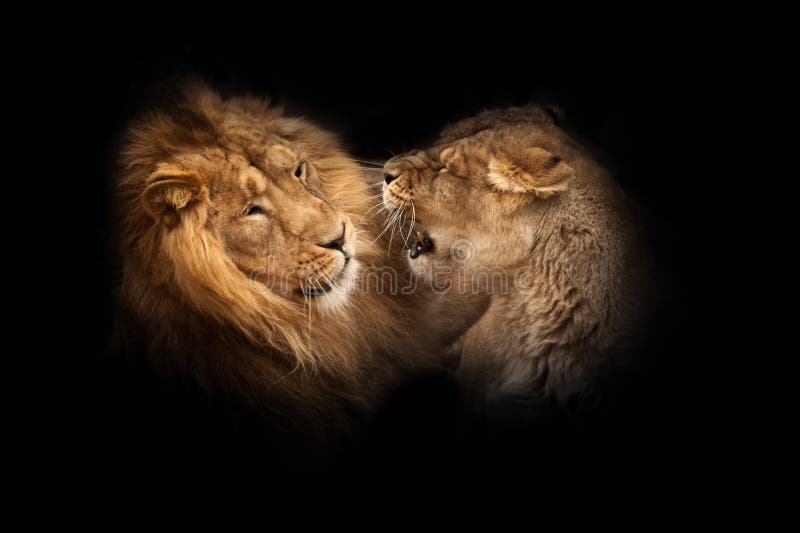 Love of lions. Lion male and lioness female conflict fight  the lioness snarls, a symbol of family relations and conflicts.heads isolated black background. Love of lions. Lion male and lioness female conflict fight  the lioness snarls, a symbol of family relations and conflicts.heads isolated black background