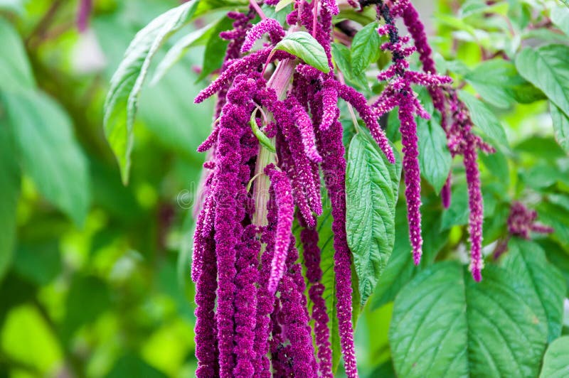 Flower love-lies-bleeding is used to treat many serious diseases. Flower love-lies-bleeding is used to treat many serious diseases