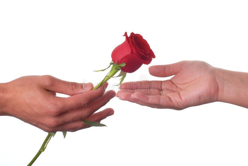 Male hand giving a rose to a female hand. Male hand giving a rose to a female hand