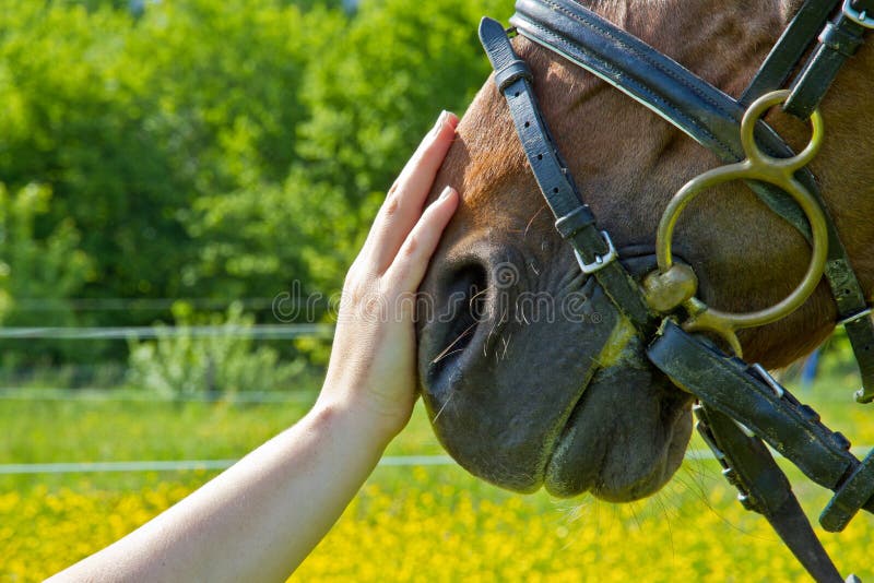 Amoureux d'animal familier - confiance images stock Amoureux d'animal familier - confiance images stock