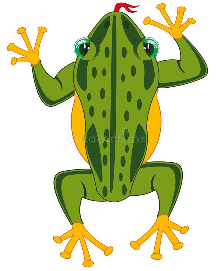 Amphibian Frog on White Background is Insulated Stock Vector ...