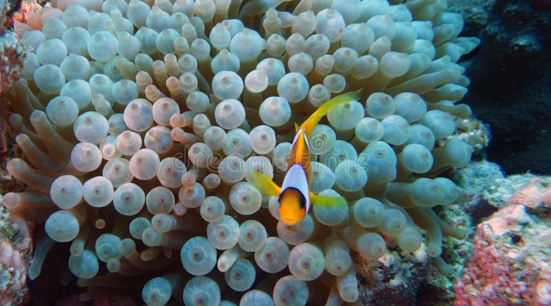 Amphiprion bicinctus (Red sea clownfish)