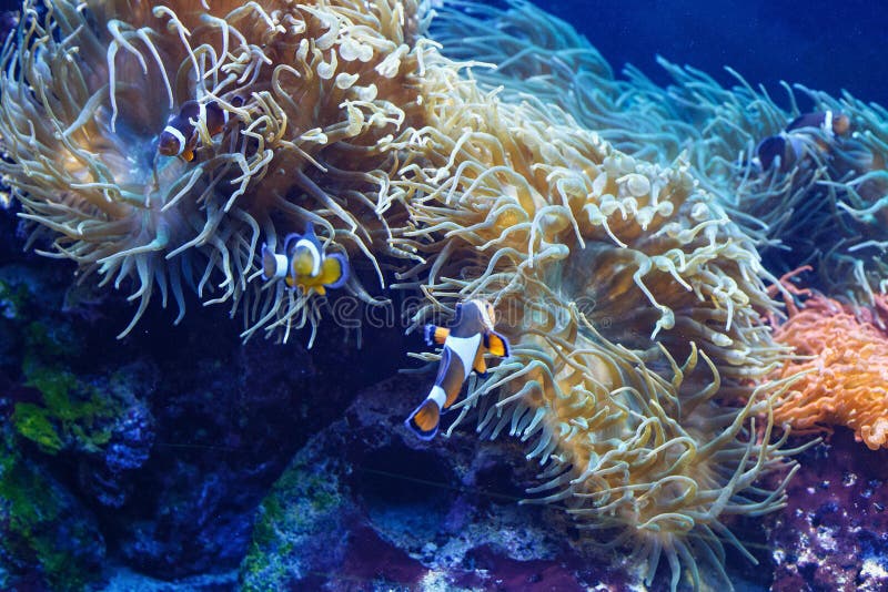 Amphiprion Ocellaris Clownfish ocellaris lizenzfreies stockbild Amphiprion Ocellaris Clownfish ocellaris lizenzfreies stockbild
