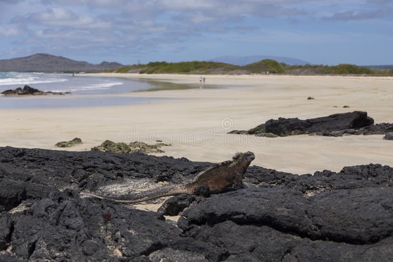 Ampia iguana marina maschile visibile in profilo su rocce di lava con splendide spiagge di sabbia e montagne sullo sfondo fotografia stock libera da diritti Ampia iguana marina maschile visibile in profilo su rocce di lava con splendide spiagge di sabbia e montagne sullo sfondo fotografia stock libera da diritti