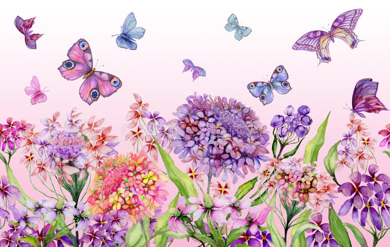Ampia insegna di estate Bei fiori vivi del iberis e farfalle variopinte su fondo rosa Modello orizzontale