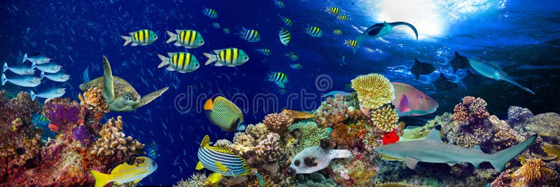 Ampio panorama del paesaggio subacqueo della barriera corallina