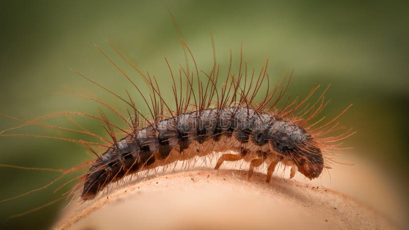 Ampliação Extrema - Larva Do Besouro De Tapete Imagem de Stock - Imagem de  inseto, metamorfose: 75324353