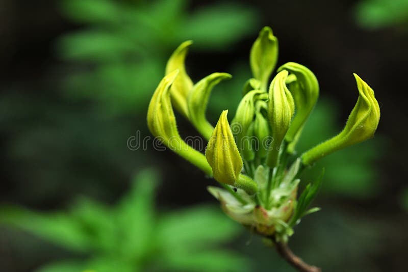 Ampolas De Flor De Primavera Da Planta Decorativa Amarela Azalea, Também  Chamada Azalea De Honeysuckle Imagem de Stock - Imagem de azaléia, odor:  148024495