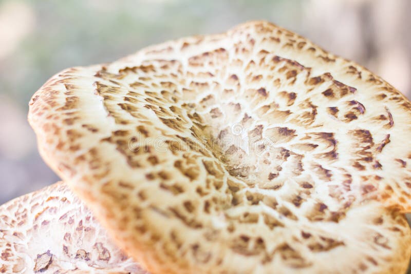 Ampuły pieczarki nakrętka falista z brown wzorem, biały, symbol jesień zdjęcie stock Ampuły pieczarki nakrętka falista z brown wzorem, biały, symbol jesień zdjęcie stock
