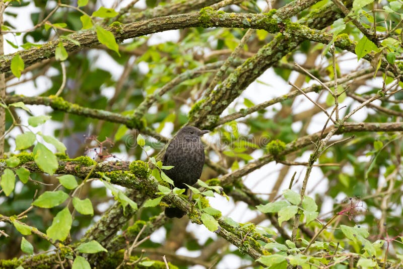Amsel, gemeine Amsel, Drossel mit der schuppigen Brust O hockend stockfoto Amsel, gemeine Amsel, Drossel mit der schuppigen Brust O hockend stockfoto