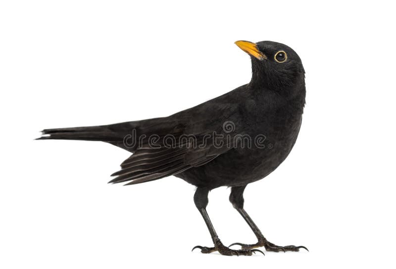 Amsel Turdus merula, das oben, lokalisiert schaut lizenzfreie stockfotos Amsel Turdus merula, das oben, lokalisiert schaut lizenzfreie stockfotos