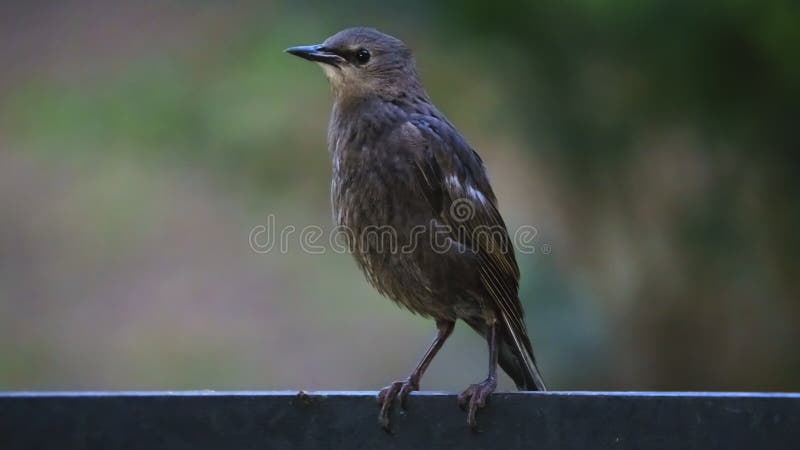 Amselweibchen Turdus Merula hockte auf einem Zaun lizenzfreies stockbild Amselweibchen Turdus Merula hockte auf einem Zaun lizenzfreies stockbild