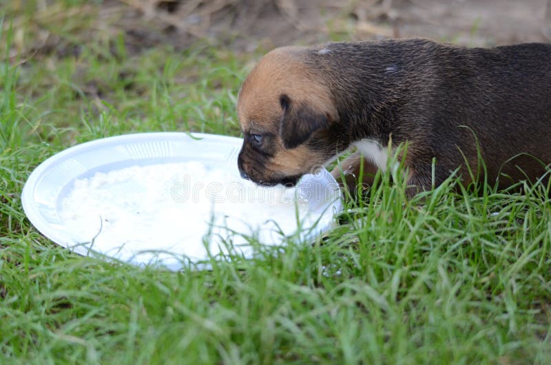 Amstaff dog puppy drinking milk