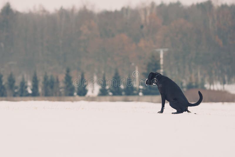 Amstaff wielki czarny pies na śnieżnej łące zdjęcia stock Amstaff wielki czarny pies na śnieżnej łące zdjęcia stock