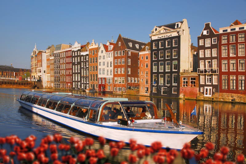 Amsterdam city with boat on canal against red tulips in Holland