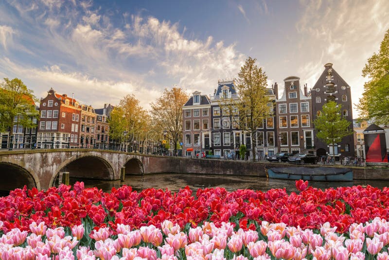 Amsterdam-Frühlingstulpenblume, die Niederlande
