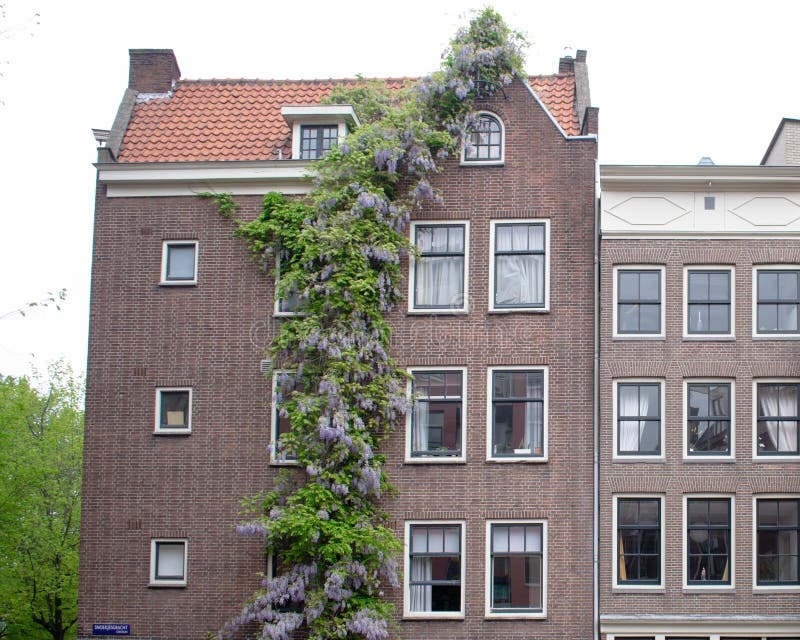 Beautiful faÃ§ade of a house with purple ivy growing up the brick wall.