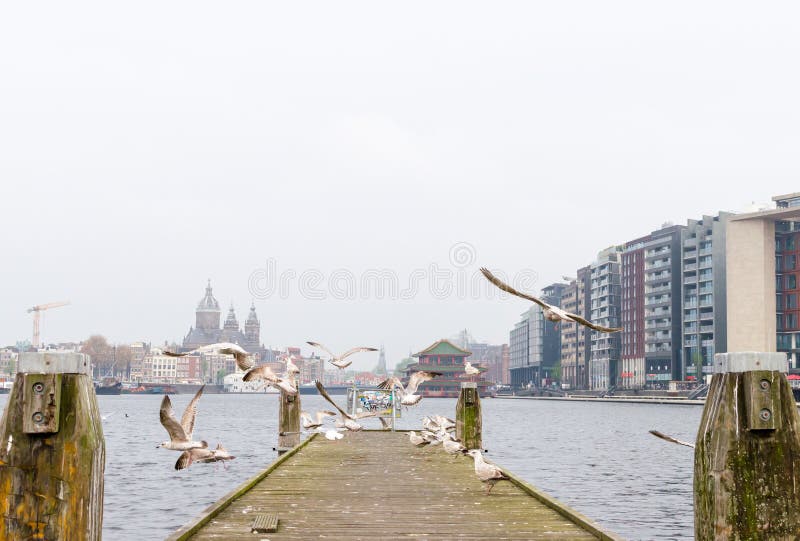 Amsterdam, Netherands - Mai 2019 Fliegen und stehende Seemöwen auf hölzerner Plattform stockbilder Amsterdam, Netherands - Mai 2019 Fliegen und stehende Seemöwen auf hölzerner Plattform stockbilder