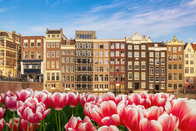 Amsterdam Spring Tulip Flower, Netherlands Stock Photo - Image of ...