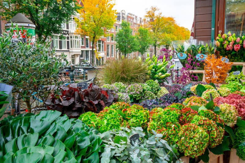 Amsterdam, Paesi Bassi - 15 10 2019: Fiori in vendita su un mercato floreale, Amsterdam, Paesi Bassi immagine stock libera da diritti Amsterdam, Paesi Bassi - 15 10 2019: Fiori in vendita su un mercato floreale, Amsterdam, Paesi Bassi immagine stock libera da diritti