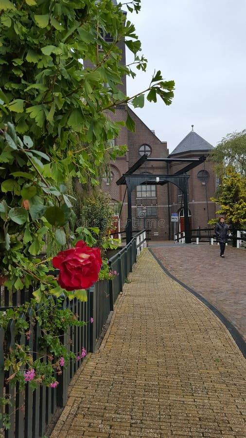 Roses from Amsterdam stock photo. Image of roses, netherlands 46128478