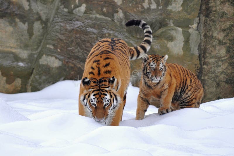 Amur dess barn för en tiger