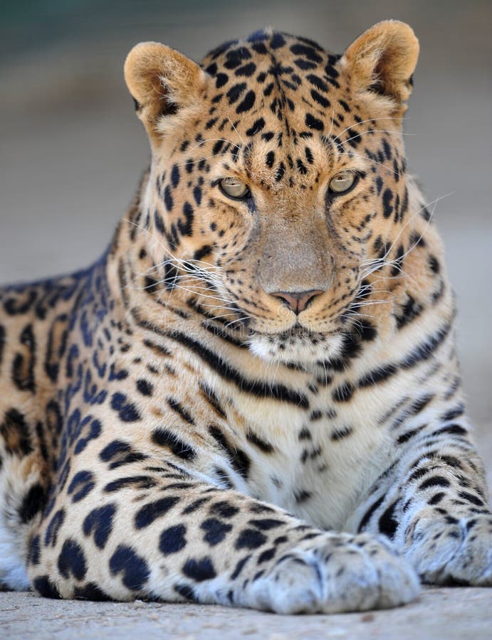 Amurleopard 1 stockfoto