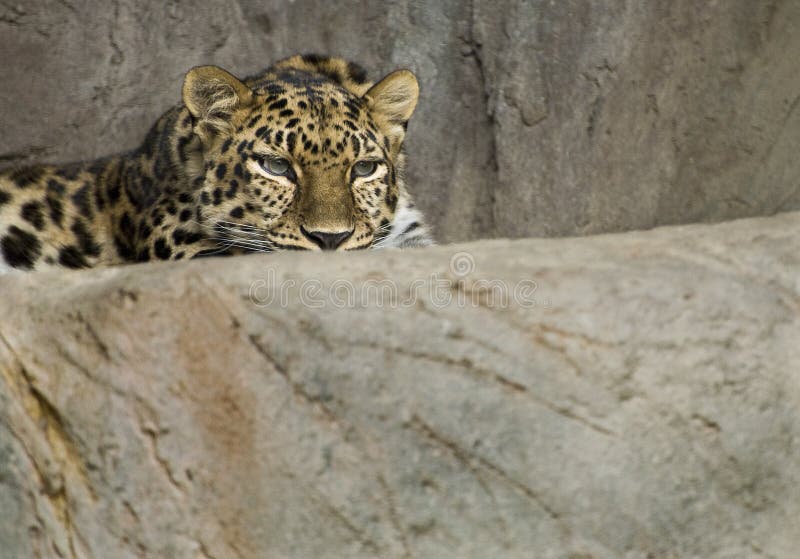 Amurleopard stockbild