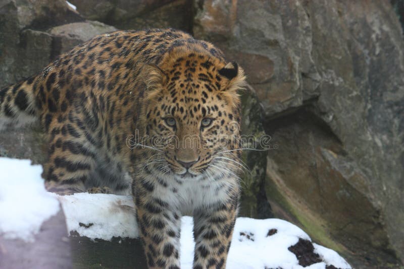 Amurleopard lizenzfreie stockfotografie