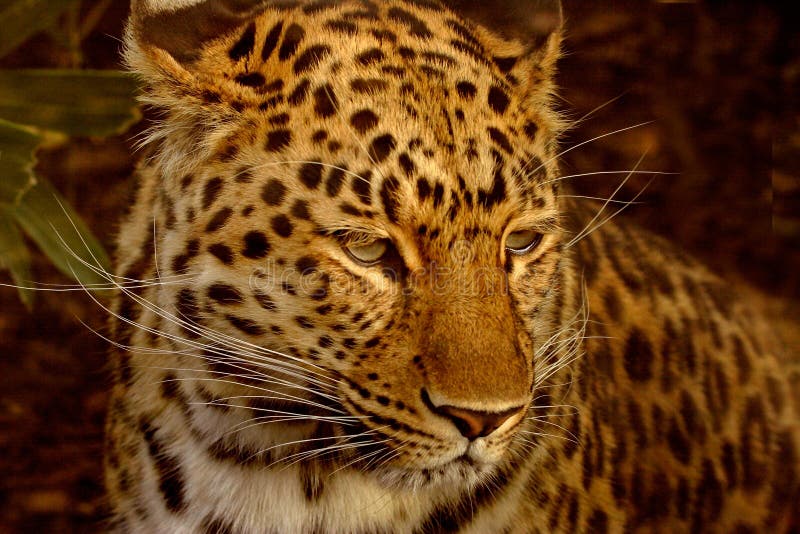 Amur-Leopard lizenzfreies stockbild