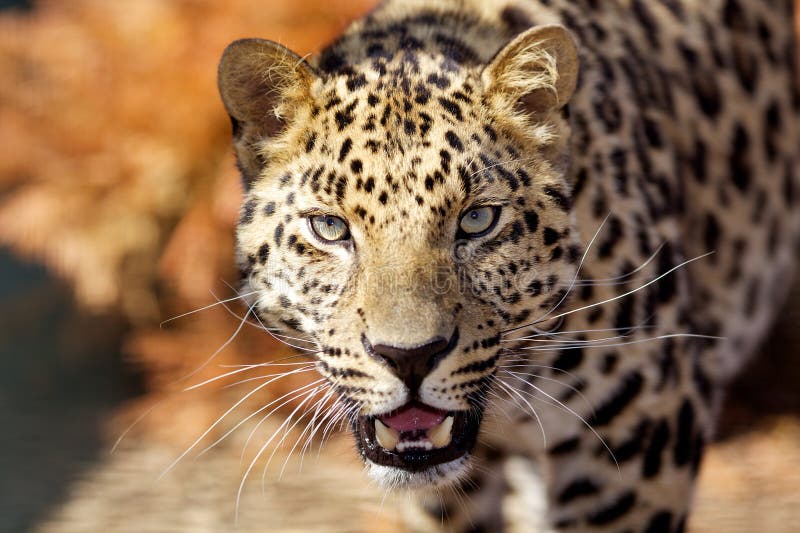 Amur-Leopard lizenzfreies stockfoto