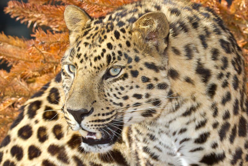 Amurleopard stockbilder