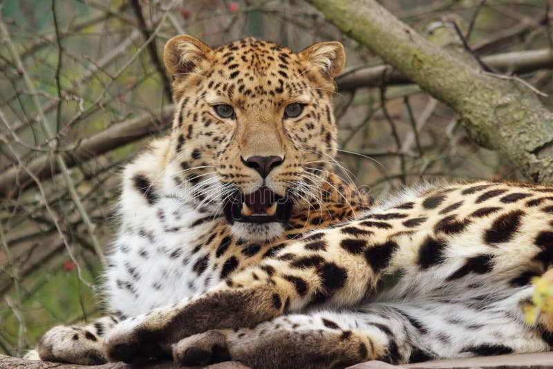 Amur-Leopard lizenzfreie stockbilder