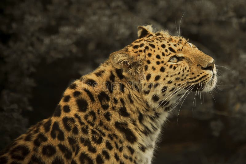 Amur-Leopard lizenzfreie stockfotos
