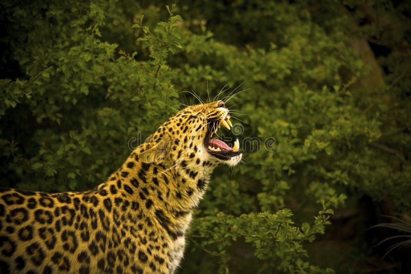 Amur-Leopard stockfotografie