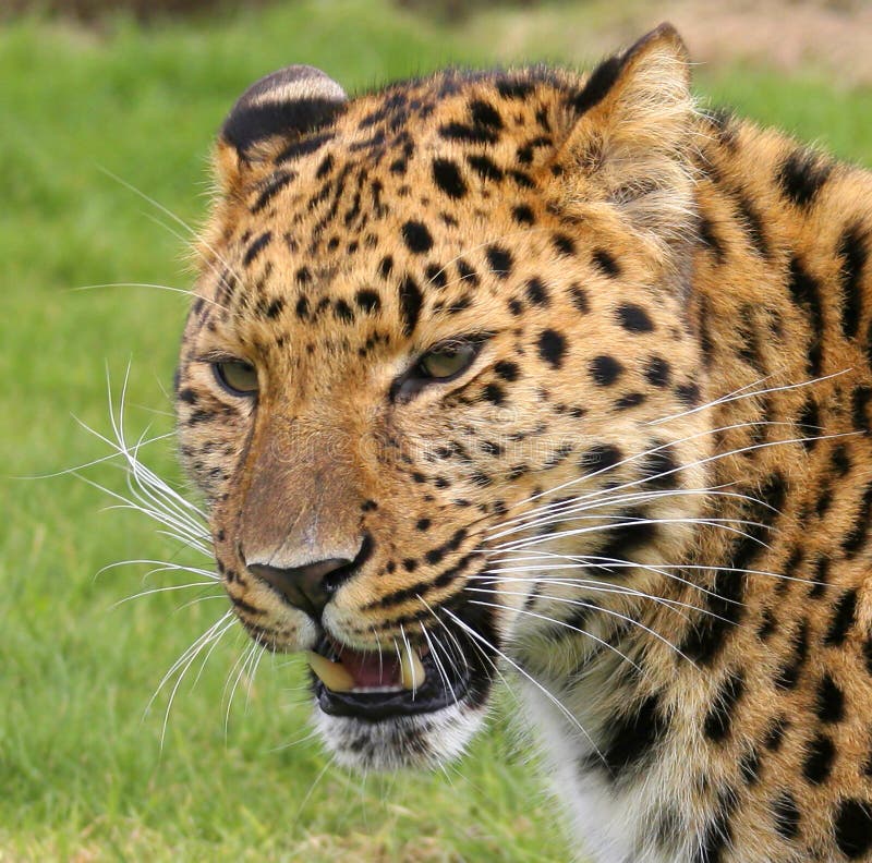 Tento Amur Leopard narodil v Novosibirsk Zoo, Rusku, a teraz sa staral o v Wildlife Heritage Foundation v Kent, UK.