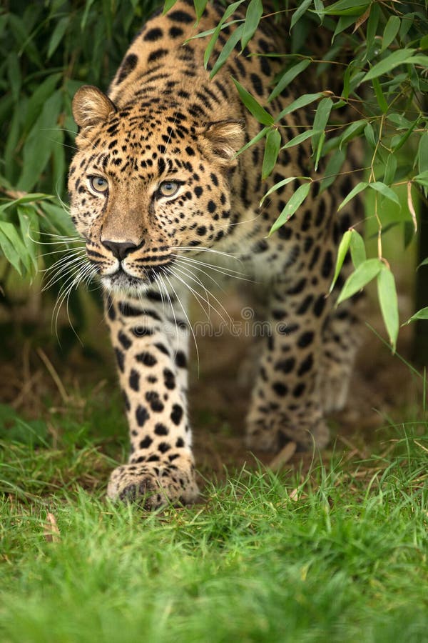 Amur-Leopard lizenzfreie stockfotografie