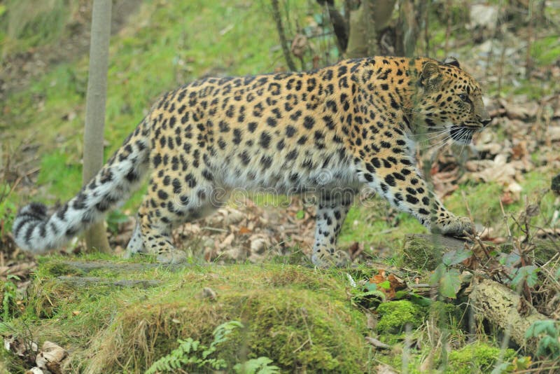 Amurleopard stockbild