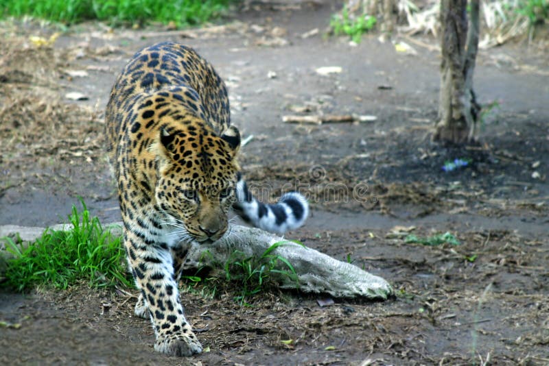 Amur-Leopard lizenzfreie stockfotografie