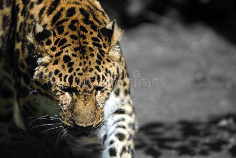 Amur Leopard