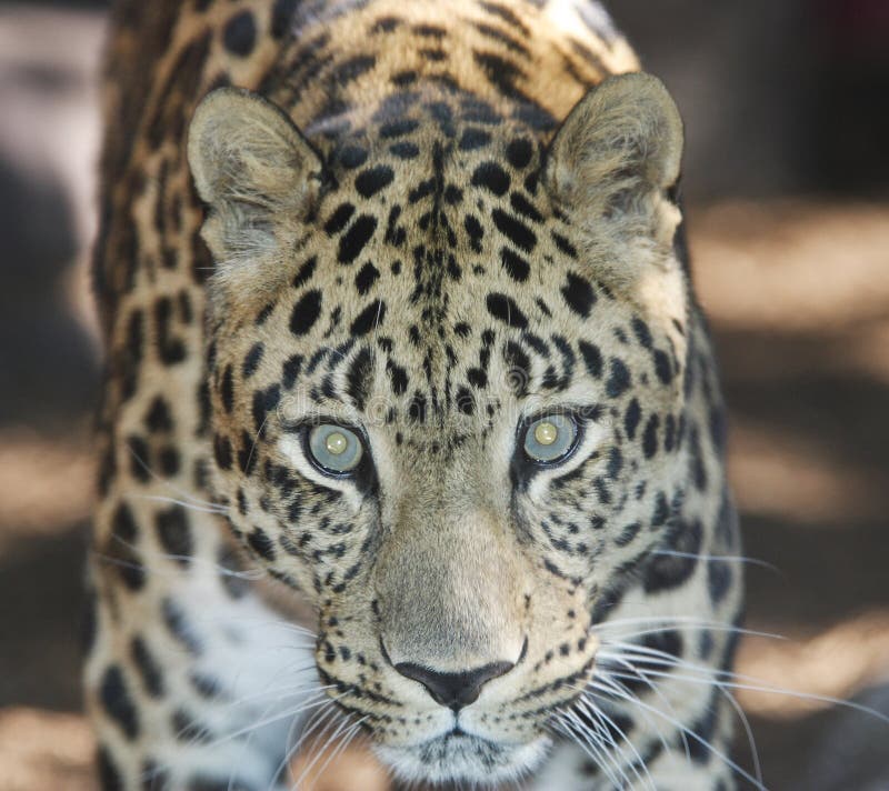 Un Leopardo dell'Amur fissare direttamente nella fotocamera.