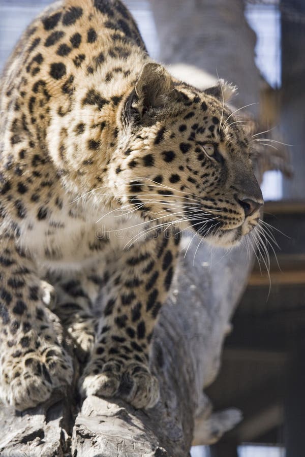 Amurleopard lizenzfreie stockfotografie