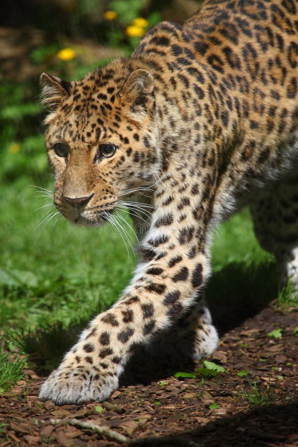 Amur-Leopard lizenzfreies stockfoto