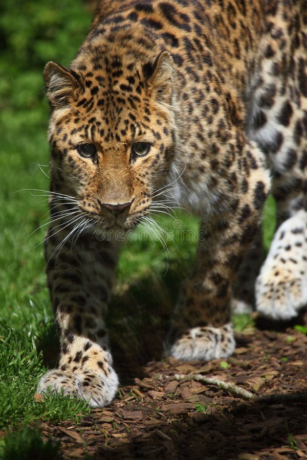 Amur-Leopard lizenzfreie stockfotos