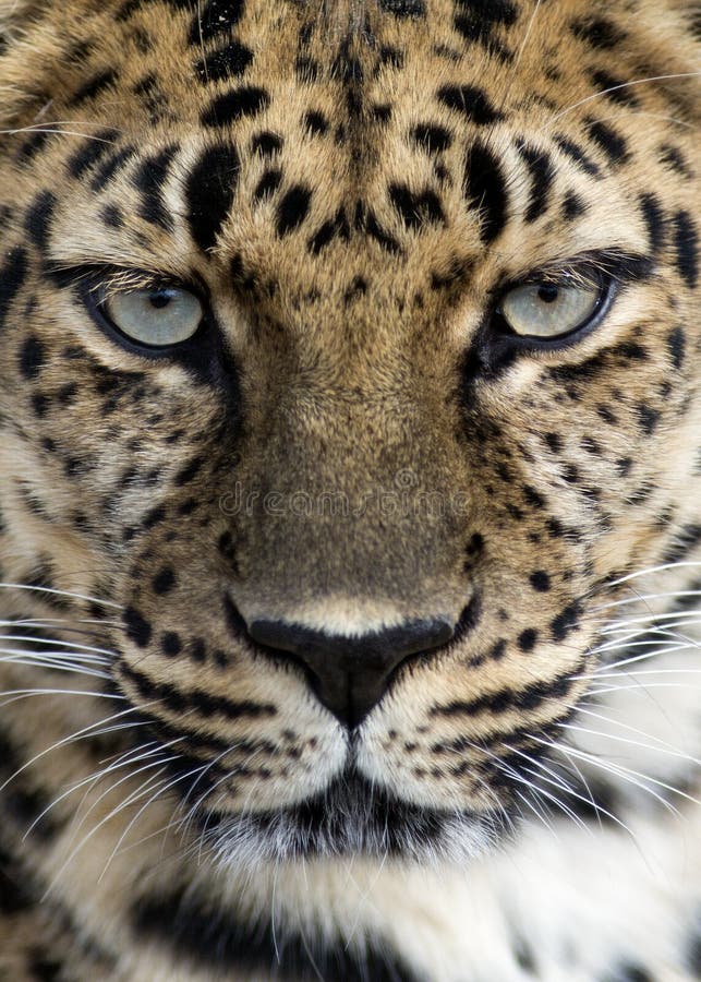 Closeup of an Amur leopard. Closeup of an Amur leopard