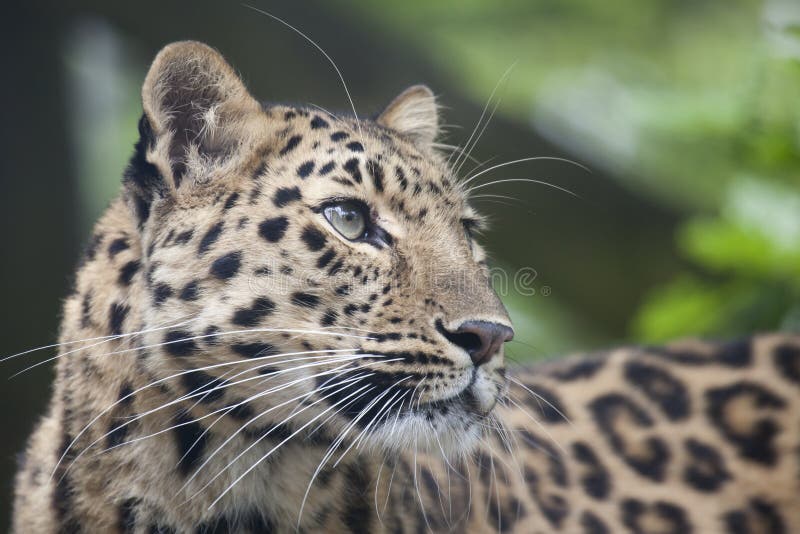 Amur-Leopardjunges stockfotografie