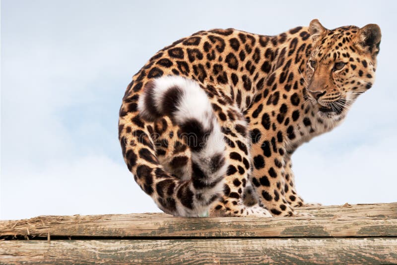 Amur-Leopard dreht sich um stockfoto