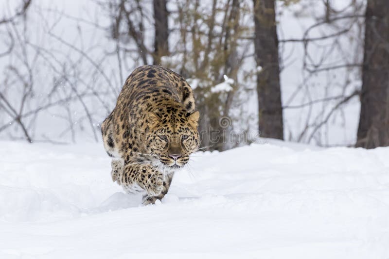 Amur-Leopard im Schnee lizenzfreies stockfoto