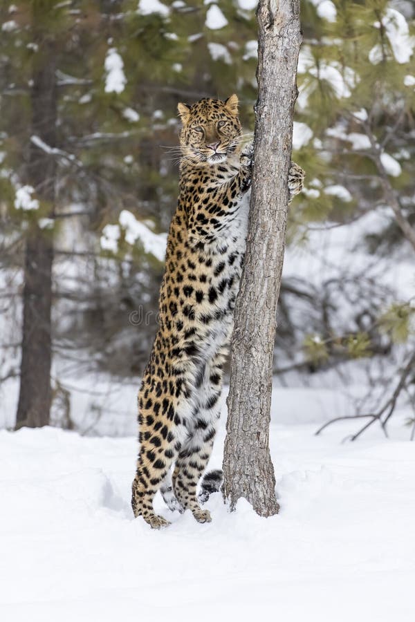 Amur-Leopard im Schnee stockfotos
